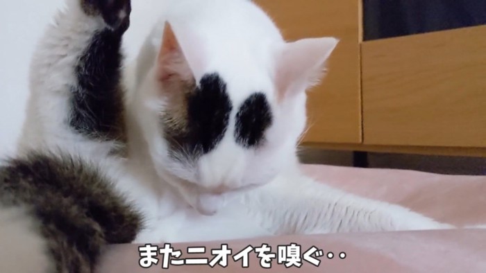 股の匂いを嗅ぐ猫