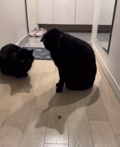 怖がる黒猫