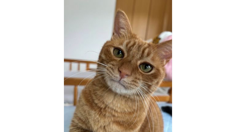 室内にいる猫