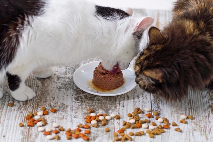 ウェットフードを食べる猫