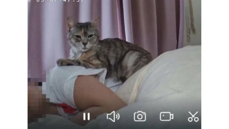 女性の上にいる猫