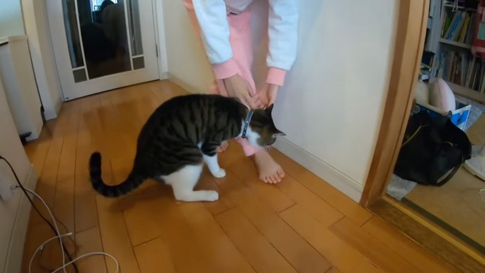 通さない猫