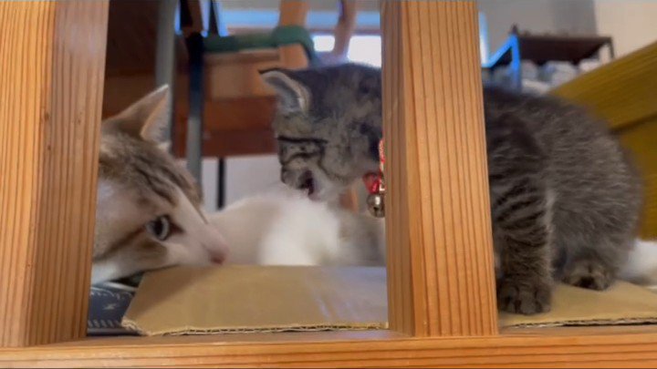 成猫に向かって鳴く子猫