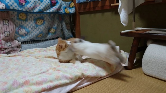 猫に向かって跳ぶうさぎ