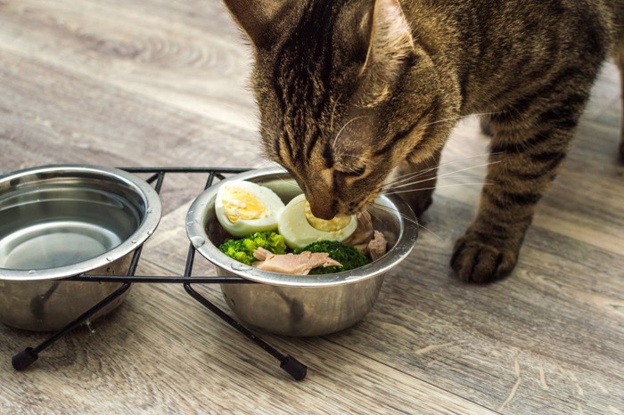 サラダを食べる猫