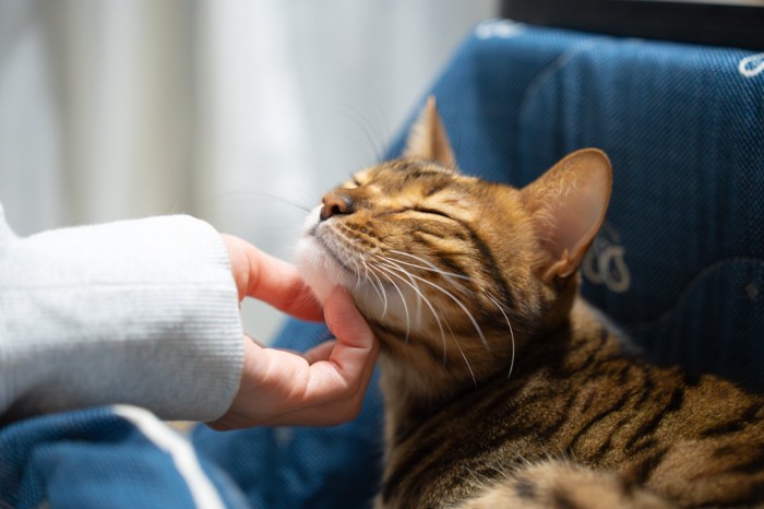 なでられる猫