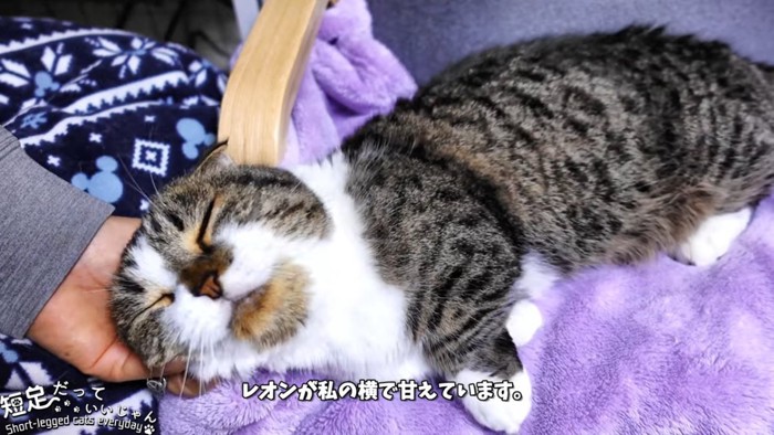 顔をなでられる猫