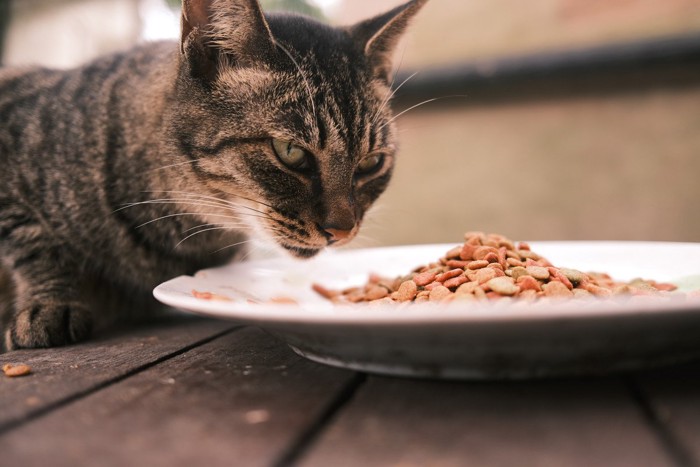 食事中の猫