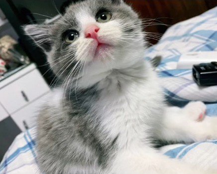 見上げる子猫