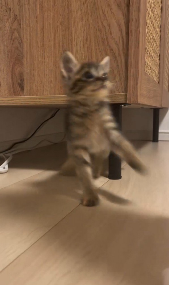 棚から飛び出してブレる子猫