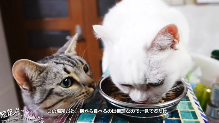 白猫と下から覗く猫