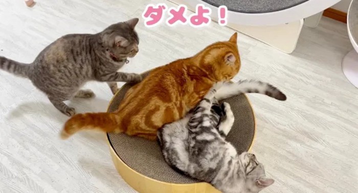 駆け寄る猫