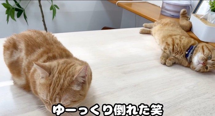 横たわる猫