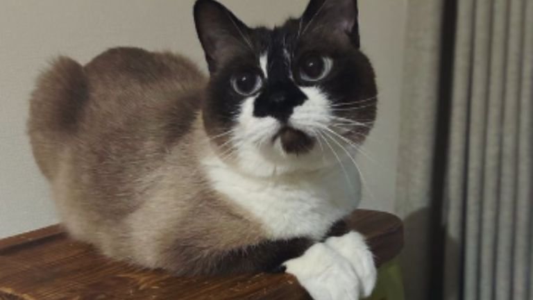 室内にいる猫