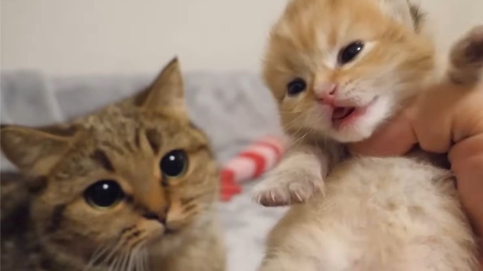 子猫を見守る母猫2