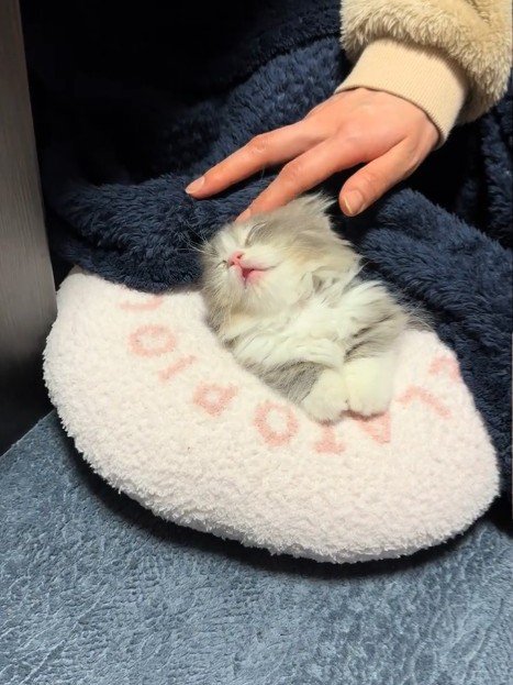 横を向く子猫
