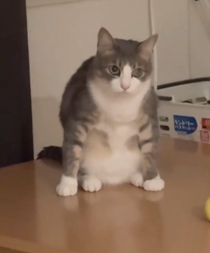 気まずそうな猫