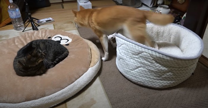 ペット用ベッドの上で丸くなる猫と立ち上がる柴犬