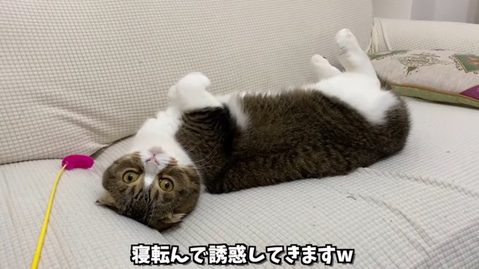 仰向けになる猫