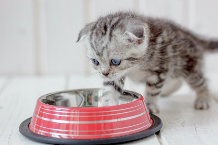 フードボウルに顔を近づける子猫