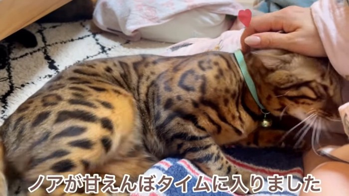 頭をなでられる猫