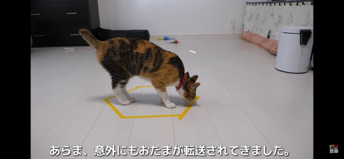 猫転送装置