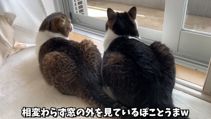 2匹の猫の後ろ姿