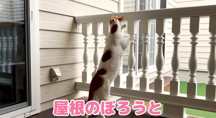 体を伸ばす猫