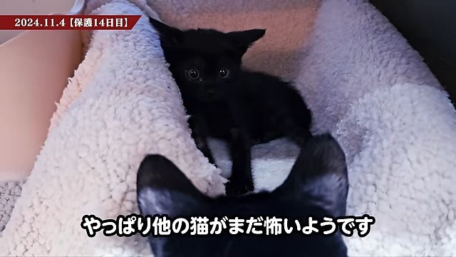 猫に怯える子猫