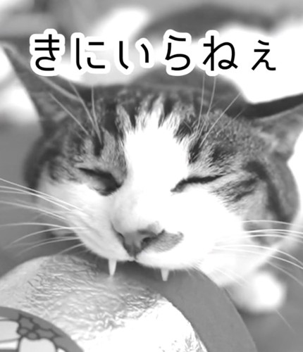 気に入らない猫