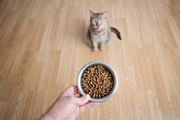 お食事待ちの猫