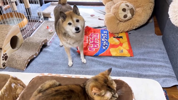 棚の上の猫を見つけた柴犬