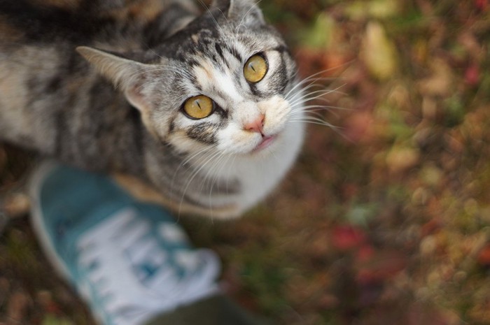 足元で見上げる猫