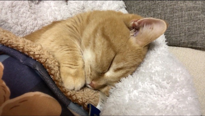 布団の中で眠る猫