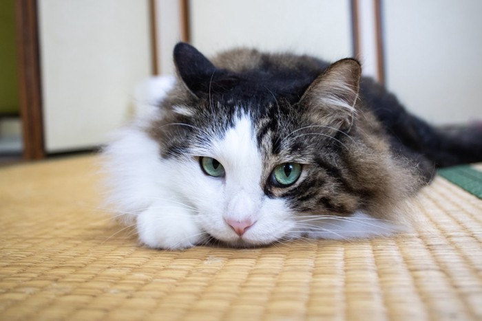 ふすまの前で寝る猫