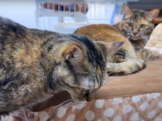 うつむく猫