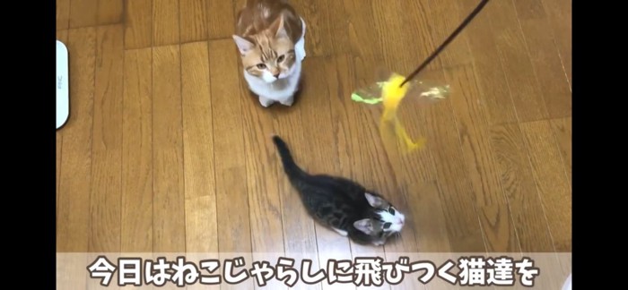 猫じゃらしを狙う猫ちゃん達