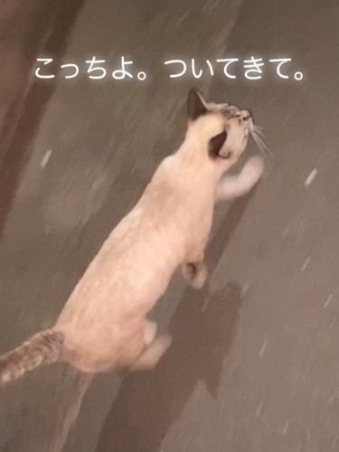 歩く猫