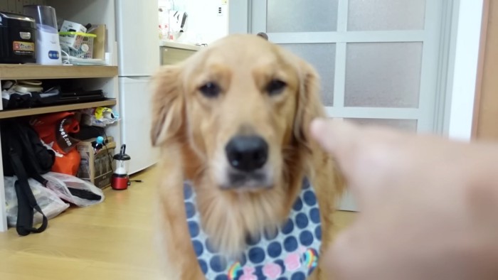 人の指をみる犬