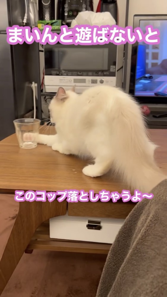 コップを触る猫