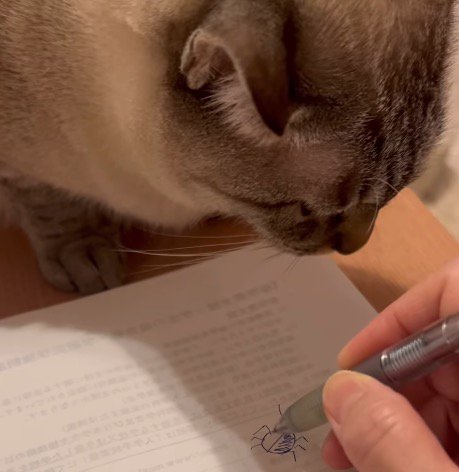 ノートに虫の絵を描く飼い主