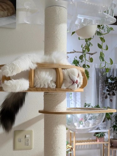 寝ている猫