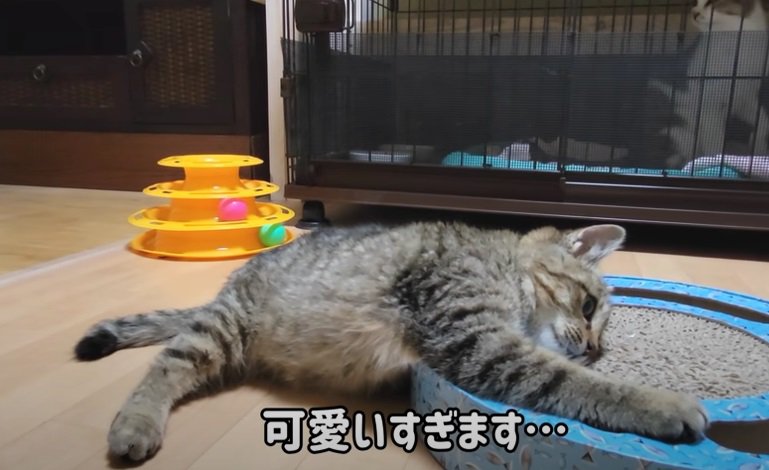 横になって遊ぶ子猫