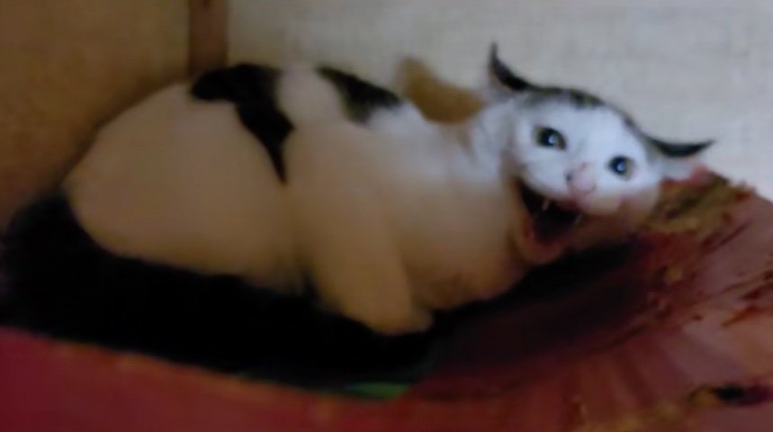 威嚇する猫