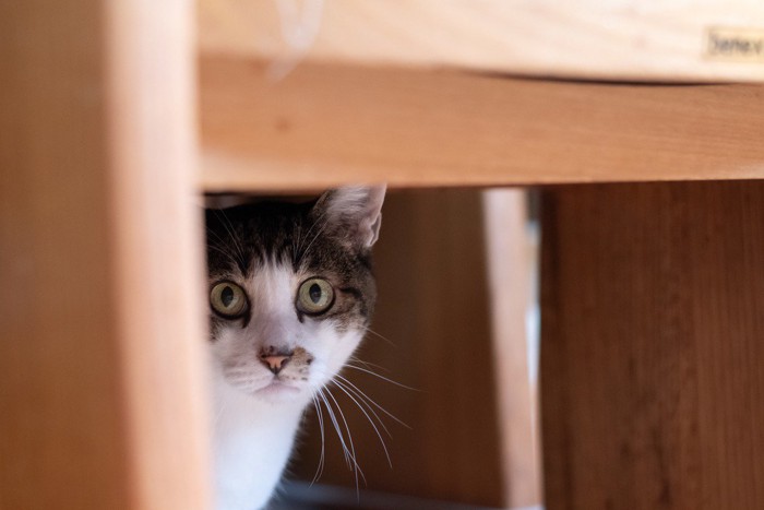 物陰にひそむ猫