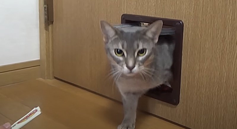 恐る恐る入ってきた猫