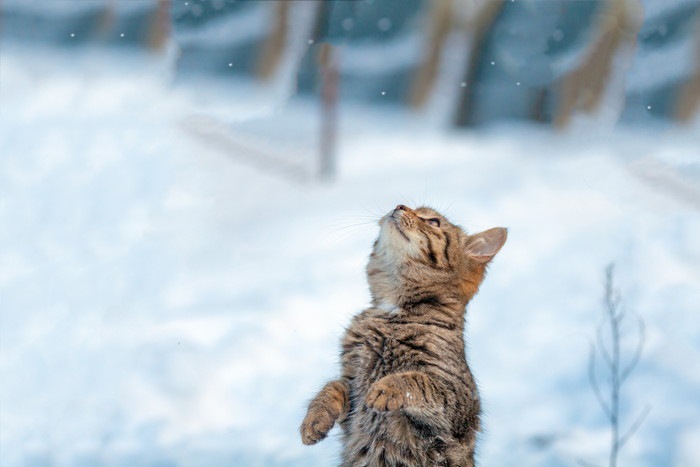 雪を見上げる猫