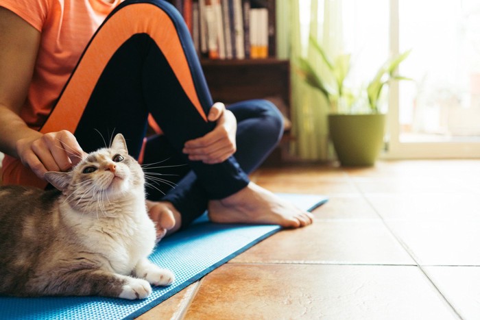 ヨガ中に邪魔をする猫