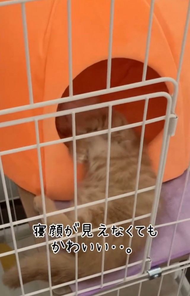 ペットハウスに上半身を入れて仰向けで眠る猫