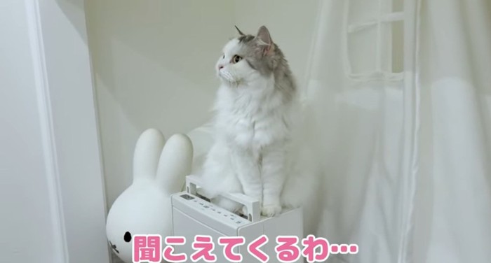 座っている猫